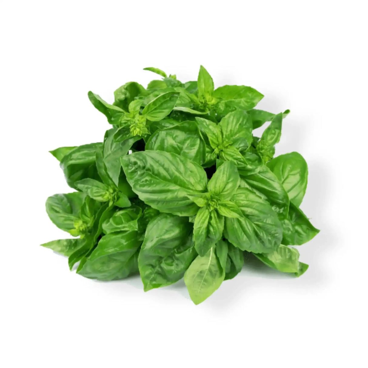 Essential Oil - Marjoram (Thymus Mastichina)