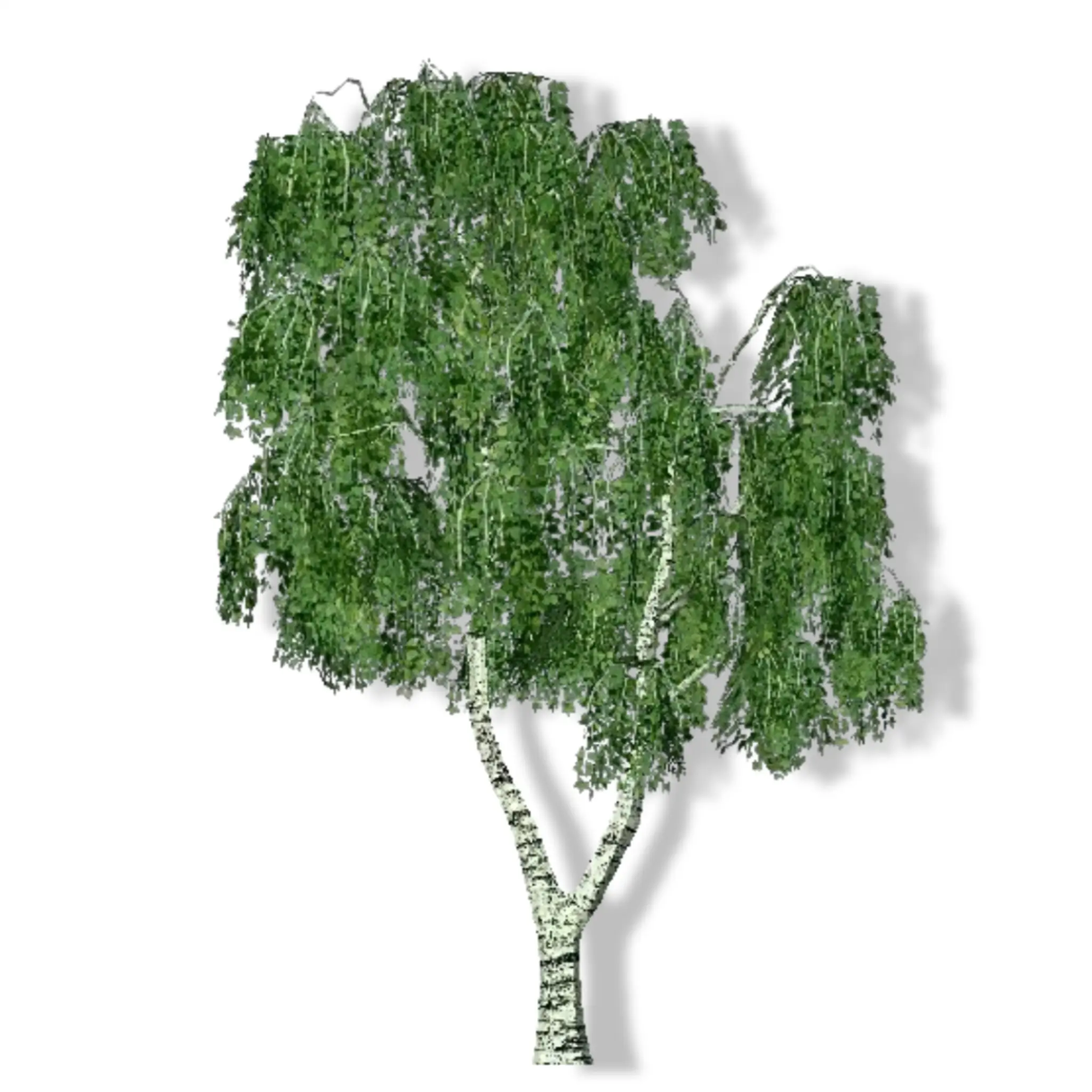 Essential Oil - Sweet Birch (Betula Lenta) 500 ml