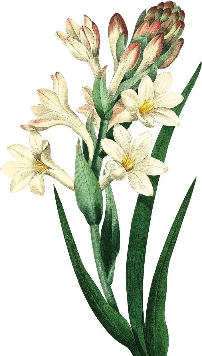 Essential Oil - Tuberose Absolute (Polianthes Tuberose) 500ml