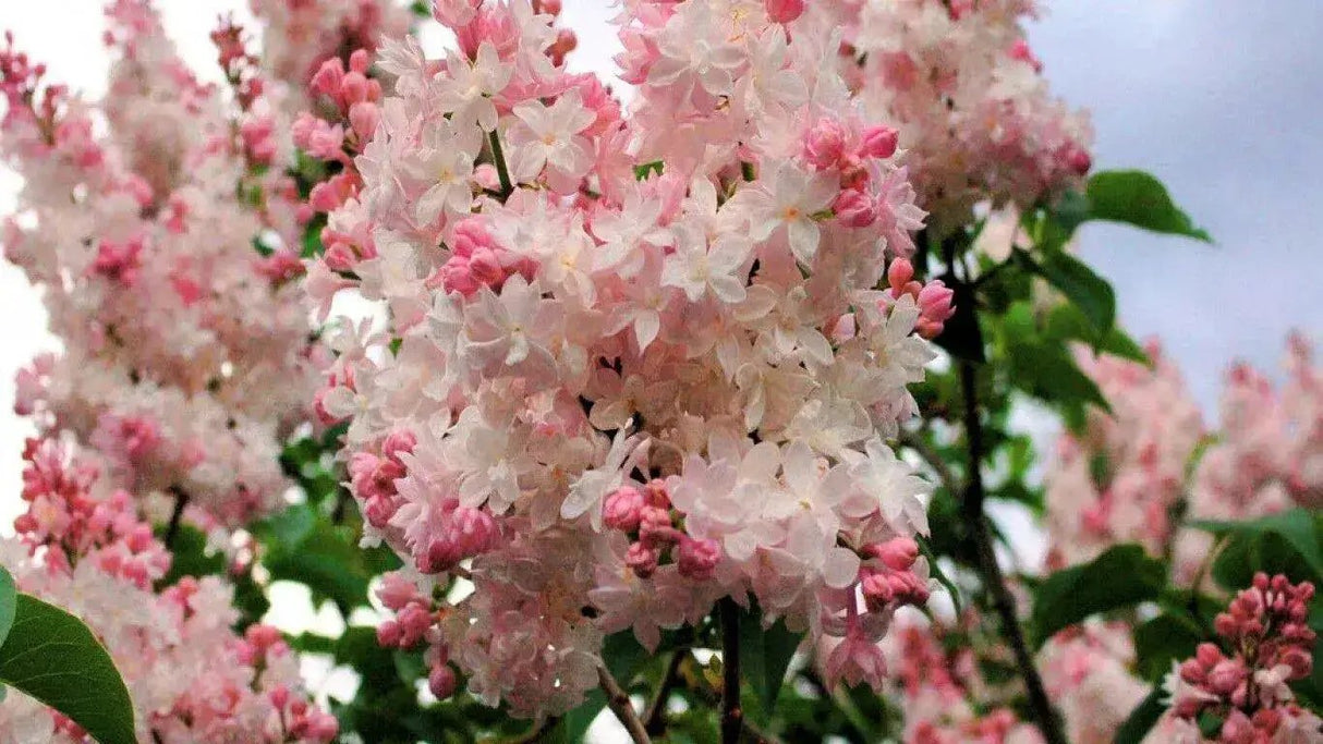 Fragrance Oil -Pink Lilac & Willow