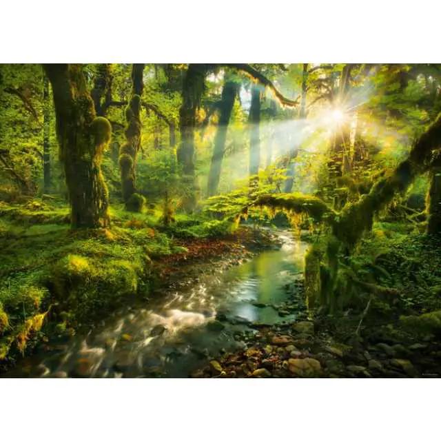 Fragrance Oil - Rainforest 500 ml