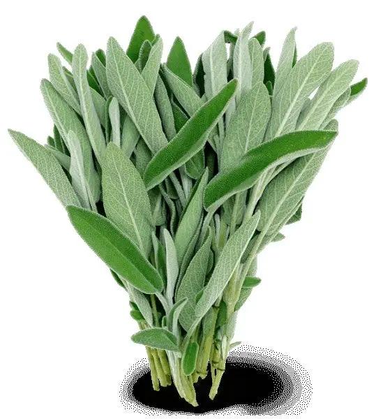 Incense - Backflow Cones - White Sage - 8 Cones