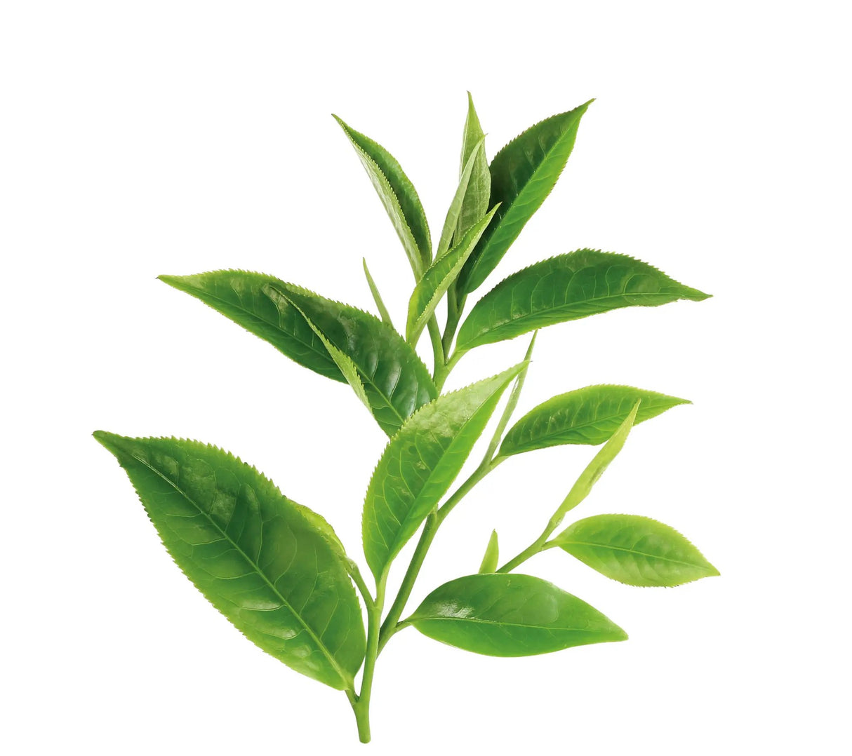 Incense Sticks - Green Tea - Pack of 10
