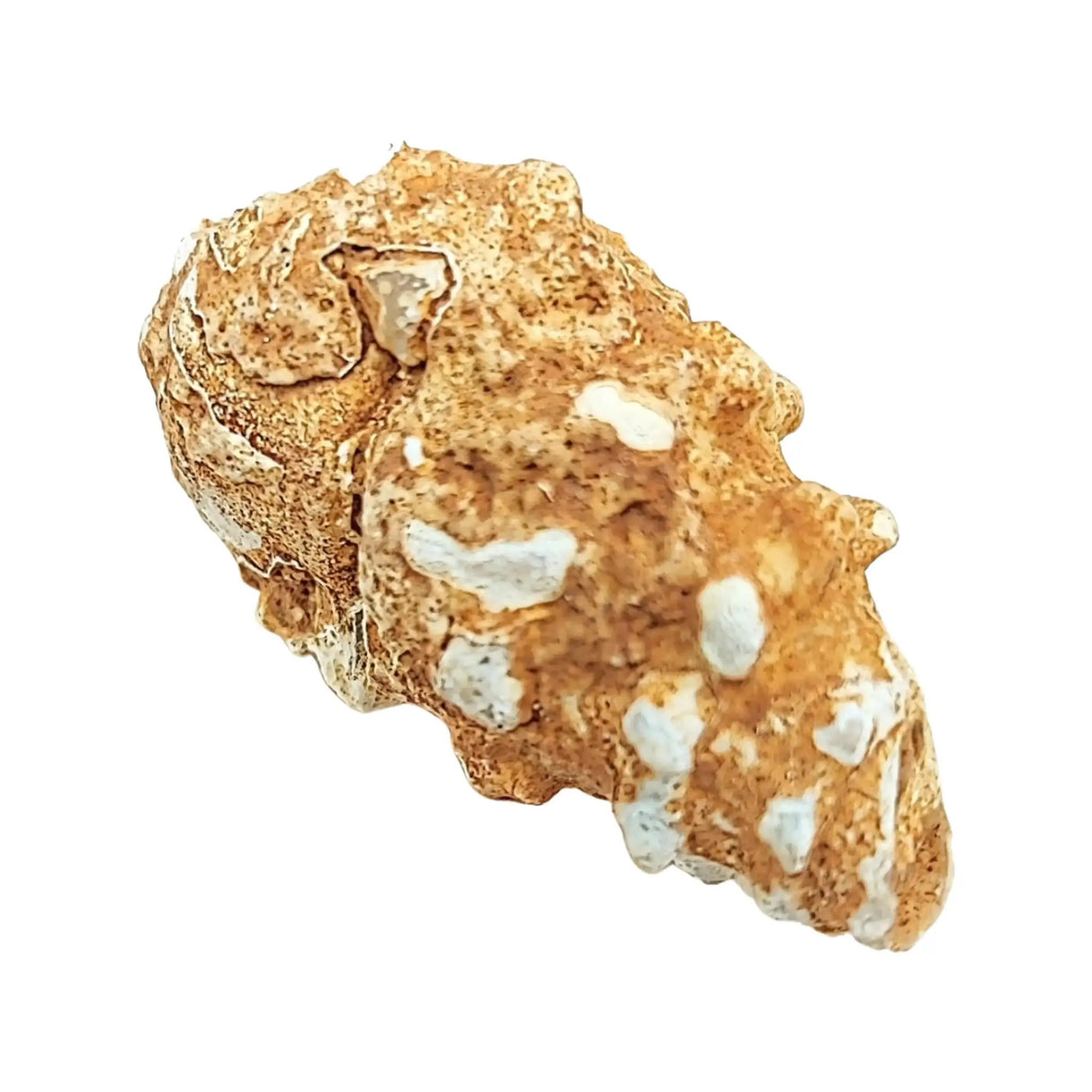 Stone -Gastropod Fossil -Cone -Rough