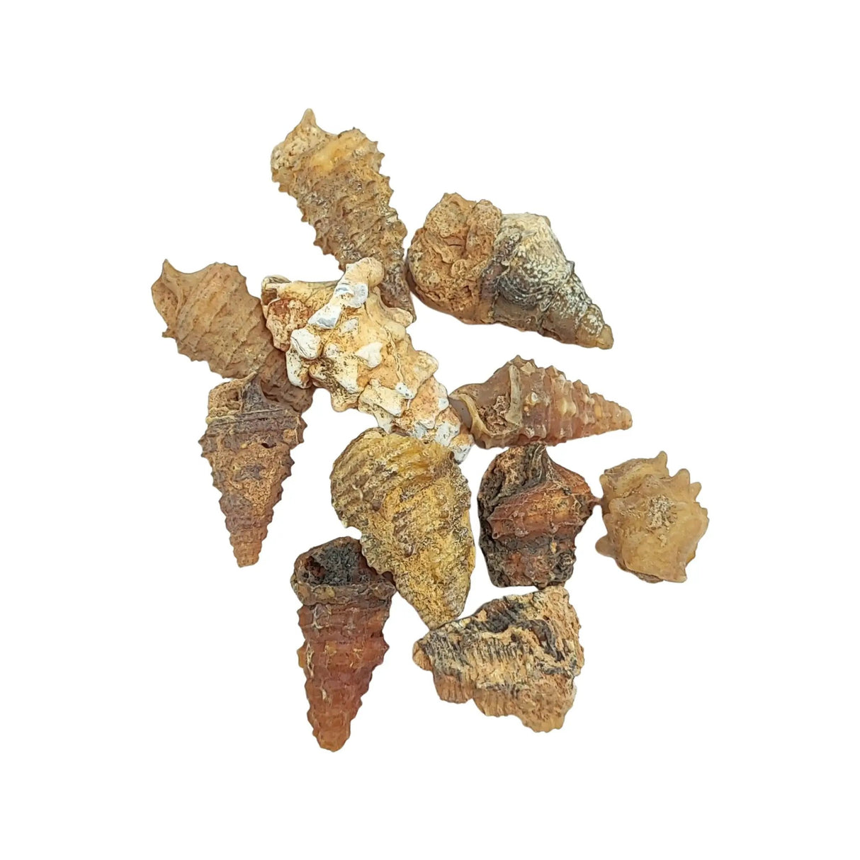 Stone -Gastropod Fossil -Spiky -Rough
