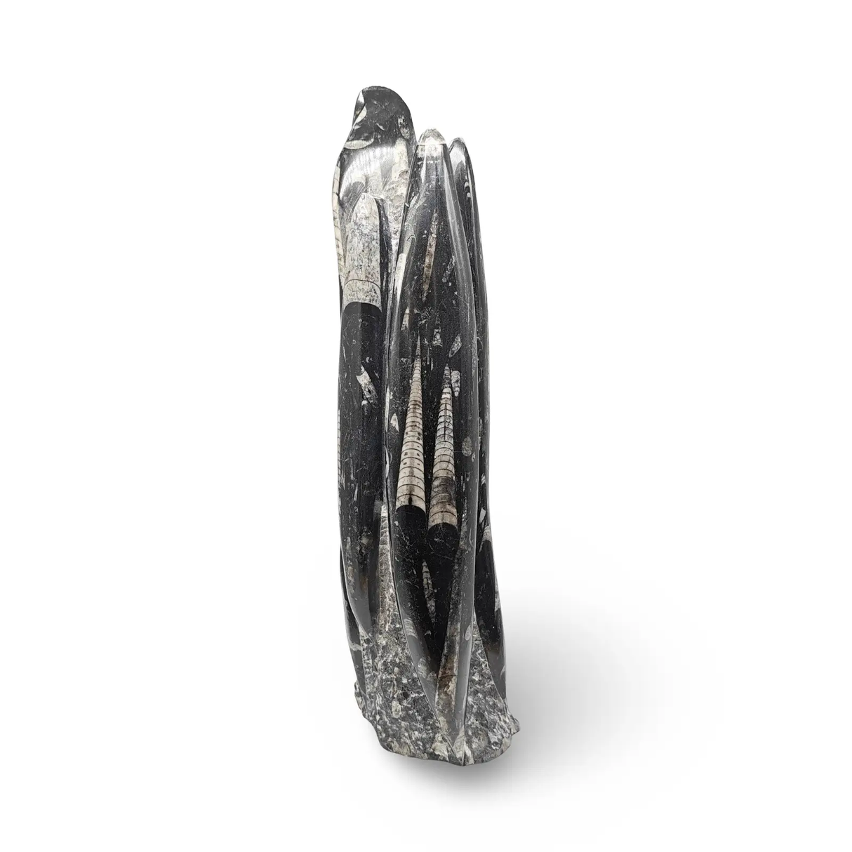 Orthoceras fossil sculpture in polished black stone, 1080g, by Pür Sérénité