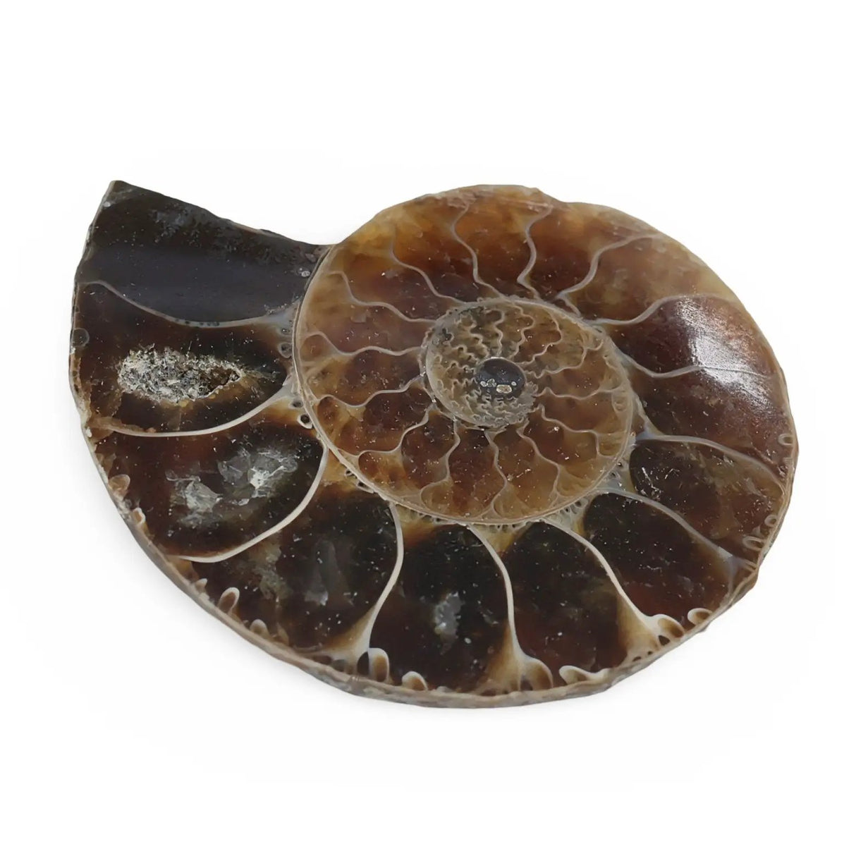 Stone - Fossil Specimen - Amonite