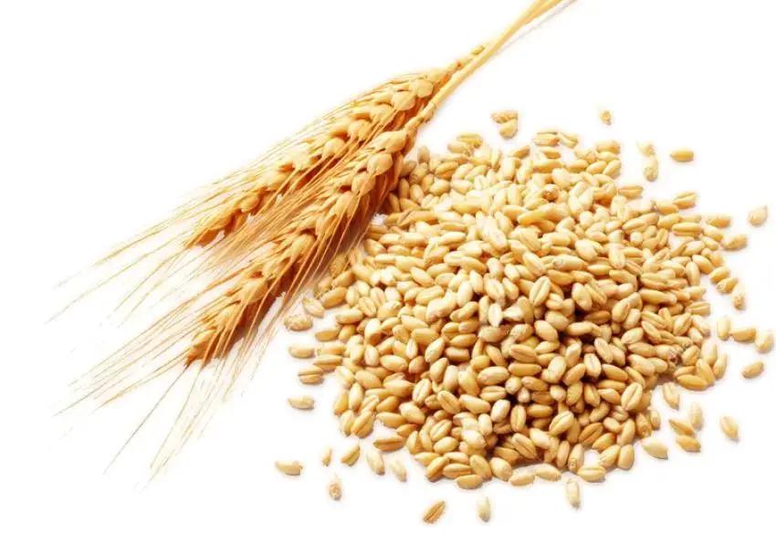 Carrier Oil -Wheat Germ -Refined -Bleached -Deodorized -Winterized