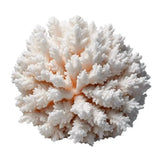 Descriptive Cards -Precious Stones & Crystals -White Coral