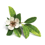 Essential Oil - Copaiba Balsam (Copaifera Spp) 500 ml