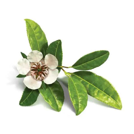 Essential Oil - Copaiba Balsam (Copaifera Spp) 500 ml
