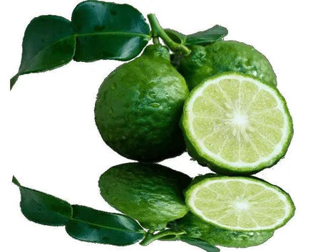 Essential Oil - Bergamot (Citrus Bergamia) 500 ml