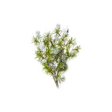 Essential Oil - Cajeput (Melaleuca Cajeputi) 500 ml