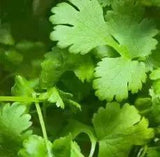 Essential Oil - Coriander (Coriandrum Sativum) 500 ml