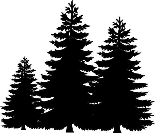 Essential Oil - Cypress (Cupressus Sempervirens L) 500 ml
