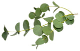 Essential Oil - Eucalyptus Dives (Eucalyptus Dives) 500 ml