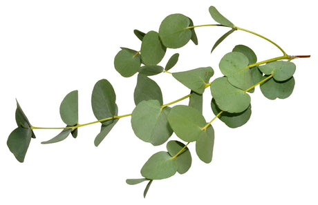 Essential Oil - Eucalyptus Dives (Eucalyptus Dives) 500 ml
