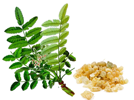 Essential Oil - Frankincense (Boswellia Serrata) 500 ml 18 oz