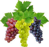 Essential Oil - Grape (Vitis Vinifera) 500 ml