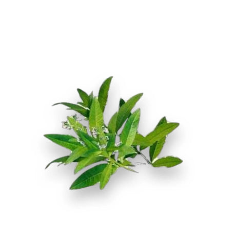 Essential Oil - Lemon Verbena (Aloysia Citrodora) 500 ml