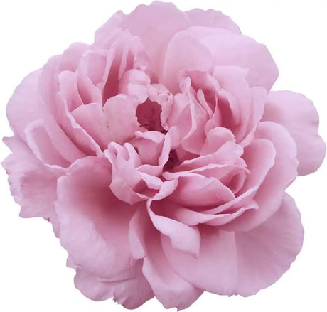 Essential Oil - Peony (Paeonia Suffruticosa)