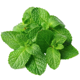 Essential Oil - Peppermint (Mentha Arvensis) 500 ml
