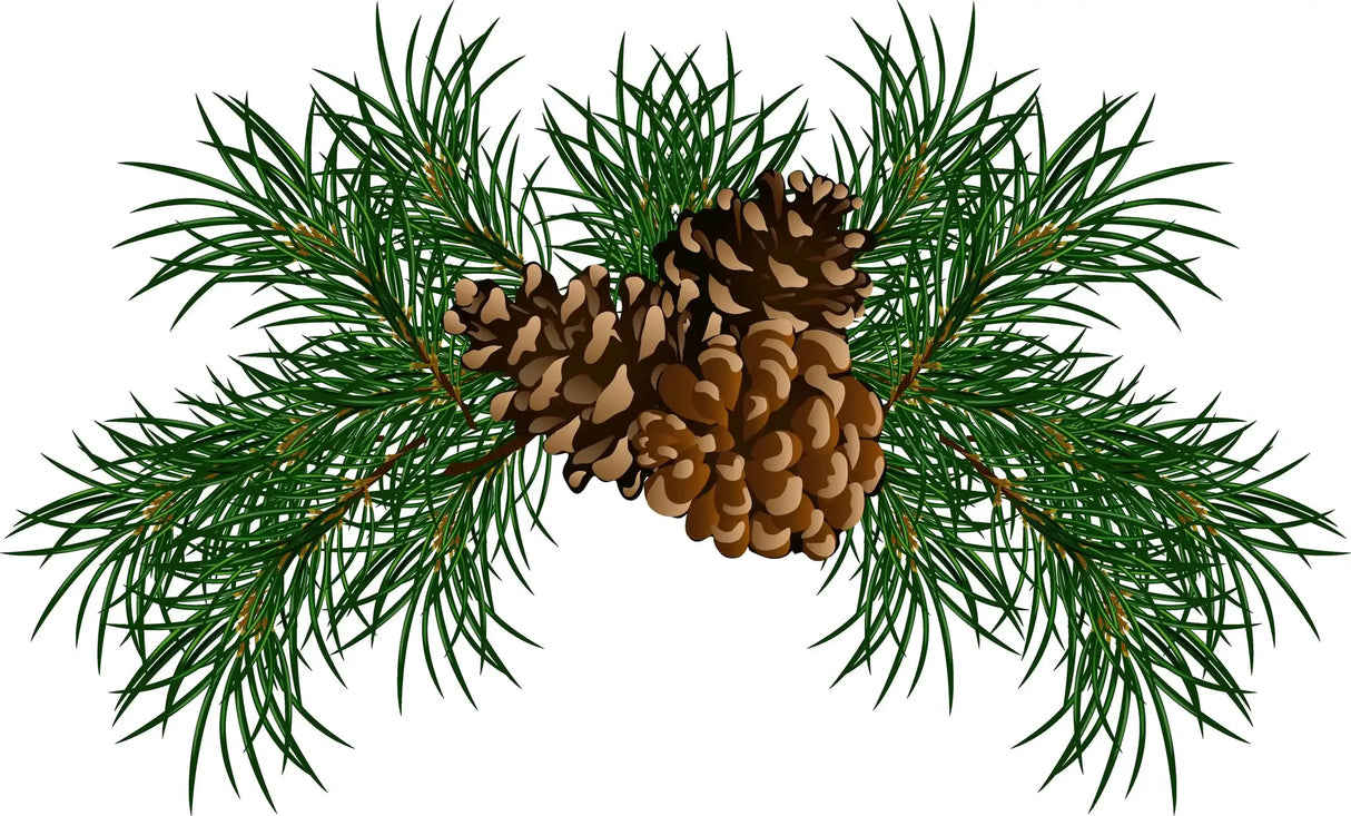 Essential Oil - Scots Pine (Pinus Sylvestris) 500 ml