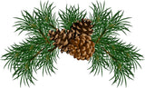 Essential Oil - Scots Pine (Pinus Sylvestris) 500 ml