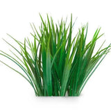 Essential Oil - Vetiver (Vetiveria Zizanoides) 500 ml