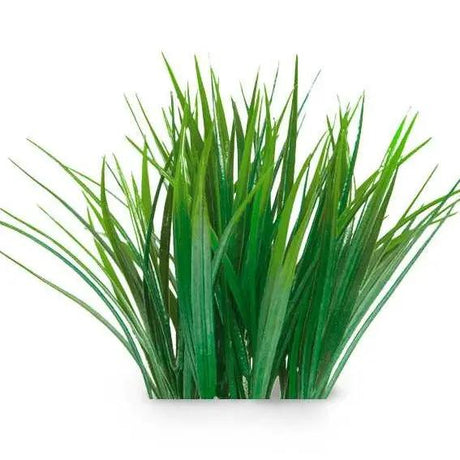 Essential Oil - Vetiver (Vetiveria Zizanoides) 500 ml