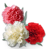 Essential Oil - Carnation Absolute (Dianthus Caryophyllus) 500 ml