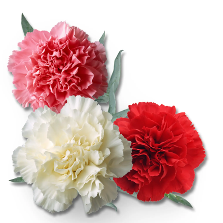 Essential Oil - Carnation Absolute (Dianthus Caryophyllus) 500 ml