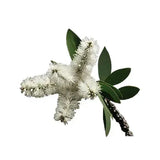 Essential Oil - Niaouli (Melaleuca Quinquenervia)