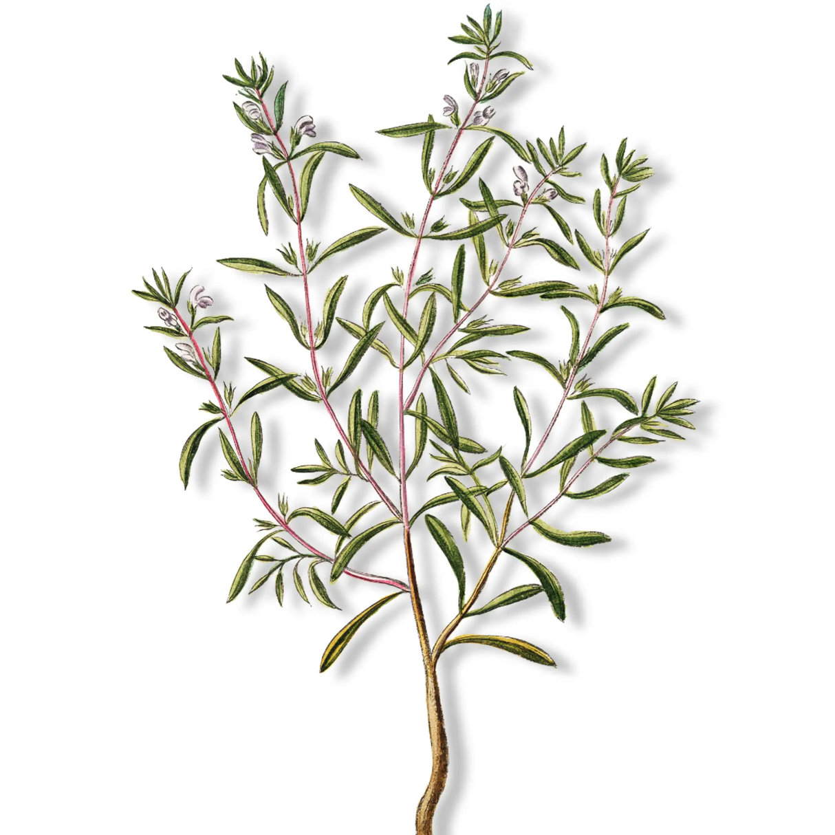 Essential Oil - Savory Winter (Satureja Montana) 500 ml