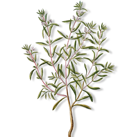 Essential Oil - Savory Winter (Satureja Montana) 500 ml