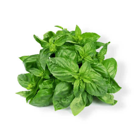 Essential Oil - Sweet Marjoram (Origanum Marjorana) 500 ml