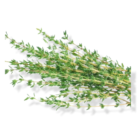 Essential Oil - Thyme (Thymus Vulgaris) 500 ml