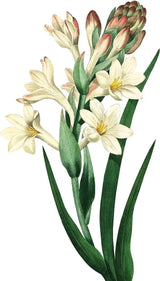 Essential Oil - Tuberose Absolute (Polianthes Tuberose) 500ml