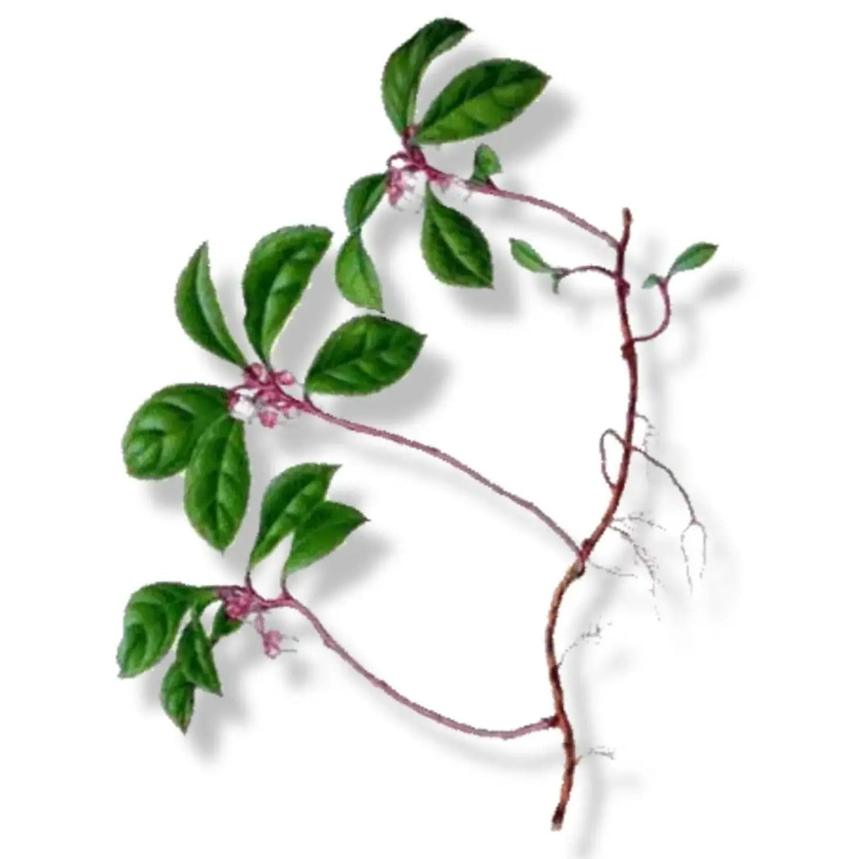 Essential Oil - Wintergreen (Gaultheria Procumbens) 500 ml