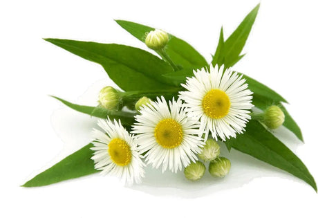 Essential Oil - Chamomile (Anthemis Nobilis L) 500 ml
