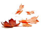 Fragrance Oil - Autumn Leaf