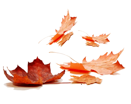 Fragrance Oil - Autumn Leaf