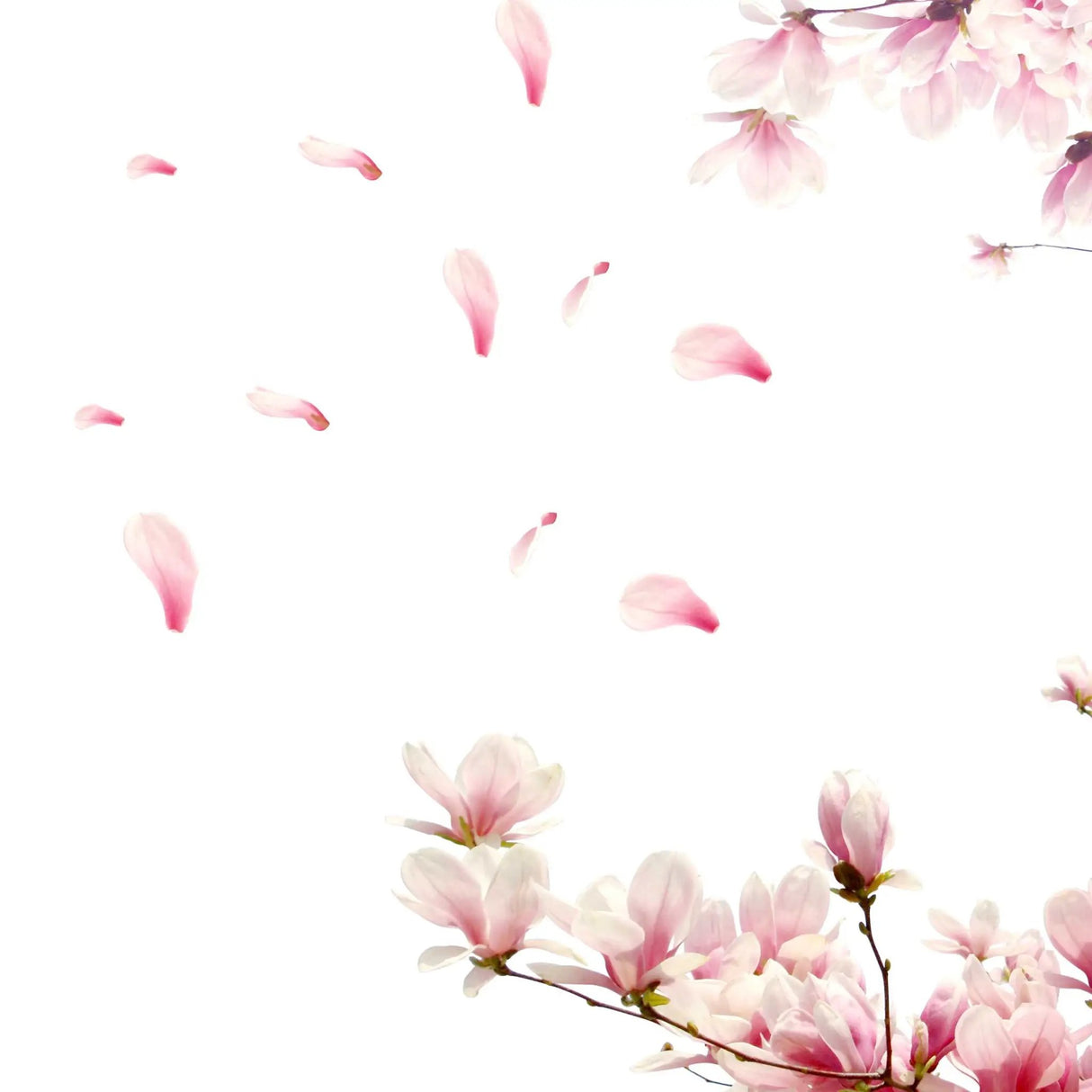 Fragrance Oil - Cherry Blossom 500 ml