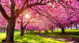 Fragrance Oil - Premium Collection - Summer Freshness