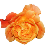 Fragrance Oil - Amber Rose 12 ml