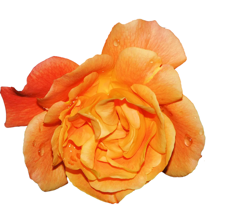 Fragrance Oil - Amber Rose 12 ml