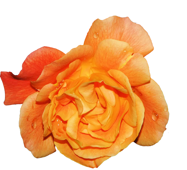Fragrance Oil - Amber Rose 12 ml