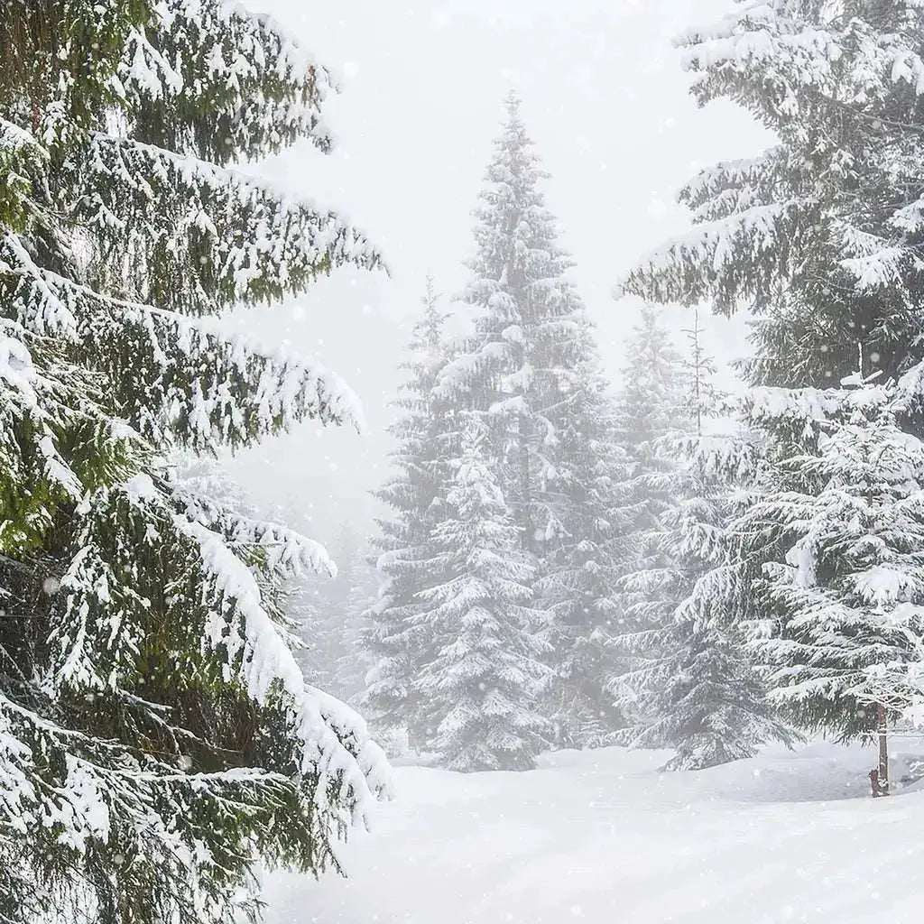 Fragrance Oil - Winter Storm