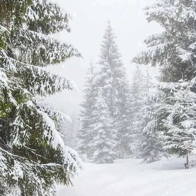 Fragrance Oil - Winter Storm