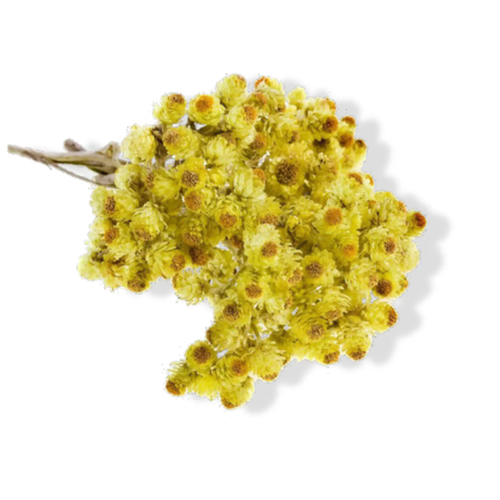 Essential Oil - Helichrysum/Immortelle (Helichrysum Italicum) 500 ml